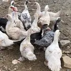 بطه مع فروخها فروخها كبار
