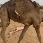 قعدان لبانيه تحت امهاتها فل الفل واحد 7 اشهر واحد فوق الخمس