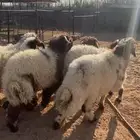 بهم نعيم