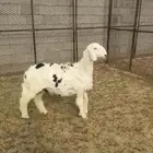 جذعه سمين للبيع