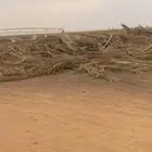 سعف نخل ممتاز لبيع مستعجل