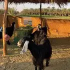 معزا متابيع 5 تحتها 5