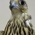 مطلوووب شاهين جبلي جيرشاهين جير حر اي شي بسعر معقول