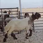 جذع من النوادر  الموقع مليجه