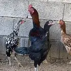 دجاج هندي وديك