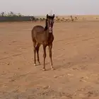 مهر شعبي للبيع