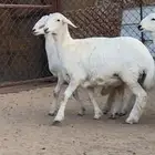 4 رخال كفو كفو