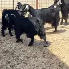 معزاء للبيع
