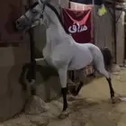 حصان شعبي بطل برصيده 18 كسبه.