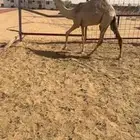 قعود اشقح على صدام ولد الحاكم بن قريع