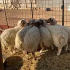 ذبايح للبيع