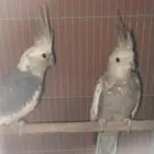 ازواج روز وكروان منتجه للبيع
