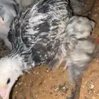 براهما
