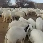 غنم مقاني مقيمه 160 راس