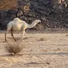 جذعه باتليه للبيع القحه على علياني باقي اقل من شهر وتلاقي