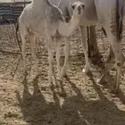 بكره