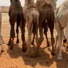 حيران فاخره