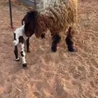 جذعه نعيميه متبع