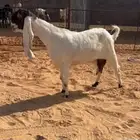 عنز خصم