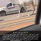 لقحه كفو رمانيه وضحى