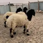 رخال صنف للبيع