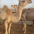 قعدان مفاريد