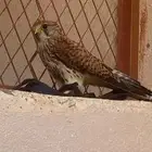 باشق وحش