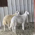 طليان شحم واطراف