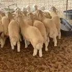 طليان ورخال ضحايا انتاج مراح واحد