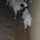 خمسه دواغير نعيم