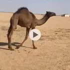 حوار للبيع