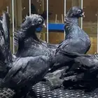 (( طبات كرنقو ورستوف ))