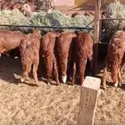 الرياض ضرماء العارضية