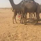 خلفه صفرا معه قعود