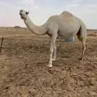 للبيع المغتر لقحه لها 6 شهور بثنوها سليمة العذاريب