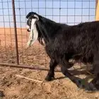 جفارات مقاني اب فحله