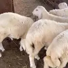 6 طليان فل شحم على الشرط