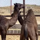 حاشي بالثمن او الربع او النص