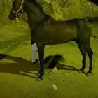حصان عربي كفو