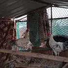 ديك اثنين