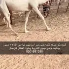 بكر جذعه لقحه