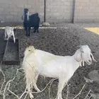 عنزين معها 3