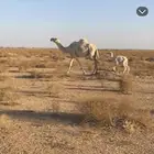 خلفه وضحاء ثنو