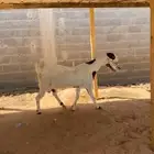 عنز مطوره فاخره