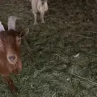 تيوس قزميه