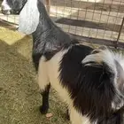 جفرة برقا جذعه(( تم البيع))