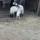 متابيع