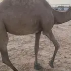 ناقه حايل سمين