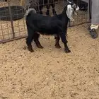 جفره طيبه