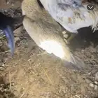 السلام عليكم